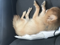 ポメラニアンって毛が抜けるんですか また 毛が抜けない犬って代表的に何 Yahoo 知恵袋