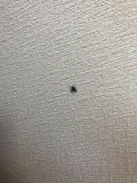 家の中に小さいクモがいるのですが 家の中に５ミリぐらいの小さ Yahoo 知恵袋