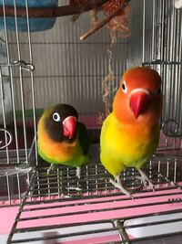 インコ壁紙を剥がして遊ぶ セキセイインコ1歳 がいます 最近の Yahoo 知恵袋