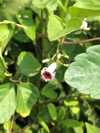 ムラサキツルナとツルムラサキは同じ植物ですか 植物であることは同 Yahoo 知恵袋