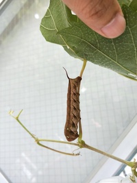 幼虫が成虫になることをなんと言うのでしょうか 例えば 蝶は 芋虫 蝶 Yahoo 知恵袋