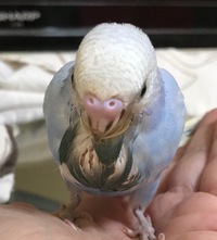 セキセイインコの雛 生後4週目 を昨日お迎えしました 店員さんには性 Yahoo 知恵袋