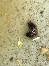 虫について食べ物が腐った時などに虫がわきますよね 一体どのように Yahoo 知恵袋