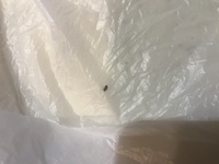 飼い猫か顔をつっこんだ真新しいビニール袋の中から小さな虫が出てきたのですが こ Yahoo 知恵袋