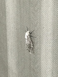 白地に黒の斑点の蛾です お腹が太く縞々の黒線が入ってます 自分で探した所キバラ Yahoo 知恵袋