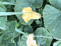 この花は瓜 南瓜 へちまのどれでしょうか実が確認できず花と葉だけでも Yahoo 知恵袋