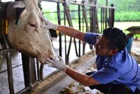 大喜利 牛の気持ちで一言 良い牛乳出せよって 俺オスの食肉 Yahoo 知恵袋