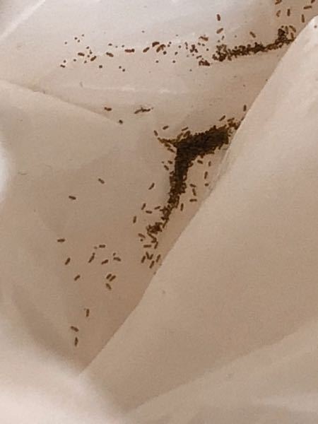 米 虫 小さい 茶色