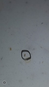 最近 台所を中心的に0 1 くらいの白い虫がうじゃうじゃ出て来て Yahoo 知恵袋
