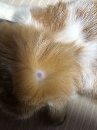 うさぎの耳のこれはダニですか もっと拡大しないと分かりませんが Yahoo 知恵袋