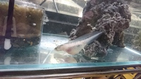 ウーパールーパーが石を食べる 飼いはじめて1っか月くらいのウーパールーパ Yahoo 知恵袋