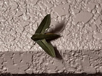 この蛾はなんという蛾ですか いつも家の前にいて カナブンなどもいて 気持ち悪いで 教えて 住まいの先生 Yahoo 不動産