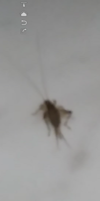 この虫は何ですか 1 2cmくらいの小さな虫で長い触覚におしり Yahoo 知恵袋