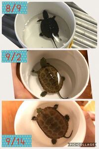 亀って小さな水槽で飼うと 大きくならないのままできますか 今3匹の錦 Yahoo 知恵袋