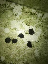 ヒメタニシをオスメスいれてる水槽で 稚タニシを一匹発見しまし Yahoo 知恵袋