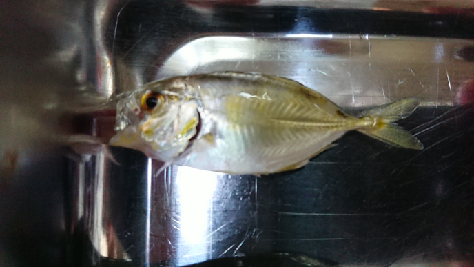 この魚の名前分かる方いらっしゃいますか カンパチの幼魚で ネリゴ と呼 Yahoo 知恵袋