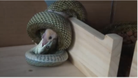 ヘビは 他の動物にはないと思いますが なぜ共食いするのですか 生き Yahoo 知恵袋