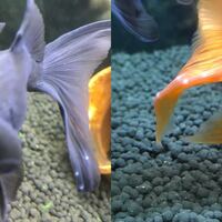 閲覧ありがとうございます 10年以上買ってる金魚に 血豆 みたいなしこり Yahoo 知恵袋