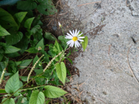 写真の花の名前を教えて下さい ピンクの大きい花と 白い小 Yahoo 知恵袋