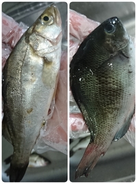 魚の種類教えて 画像あり 今日サビキ釣りに行ったのですが 鰯とア Yahoo 知恵袋