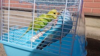 鳥同士が くちばしをキスしてるというか ぶつけあってるというか して Yahoo 知恵袋