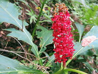 この花をご存知の方 名前を教えてください 真っ赤な穂状花序で 個々の花は五弁花 Yahoo 知恵袋
