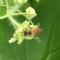 家の周りにこちらのアブ ミツバチ が大発生しています 一生懸命花の蜜を集めてい Yahoo 知恵袋