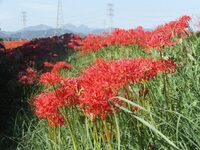 よく母に彼岸花は家に持ち帰ると火事になるってきいたのですが 本当なのでしょ Yahoo 知恵袋