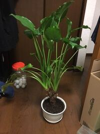 ダイソーで買った観葉植物が大きくなりすぎてしまい 葉が垂れ下がってき Yahoo 知恵袋