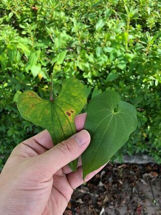 無料ダウンロード 自然薯 葉