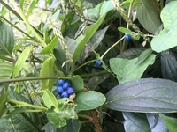 この青い実が付いている植物はなんですか 茎 にトゲがあって 自立 Yahoo 知恵袋