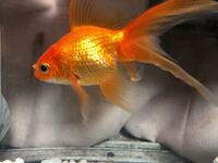 最近金魚が水面近くでボーとしてます これって病気ですか これが Yahoo 知恵袋