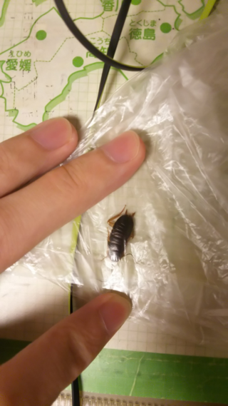 家のなかでゴキブリっぽい虫を 捕まえました 調べたところサツマゴキブリっぽ Yahoo 知恵袋