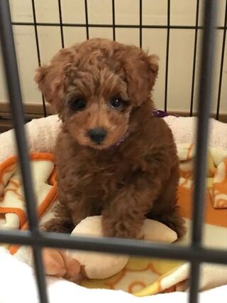 最近トイプードルを飼いはじめました 両親はパパ1 8キロと ママ2 6キ Yahoo 知恵袋