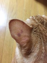 猫の耳の点について教えてください 以下写真をのせますので 苦手な方は見な Yahoo 知恵袋