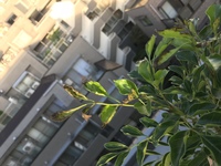 シマトネリコの葉が先から黒くなっています 最近の長雨の影響でしょうか 元気だっ Yahoo 知恵袋