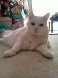 雑種の白猫のメス年齢いくつにみえますか 5歳ぐらいに見えます Yahoo 知恵袋