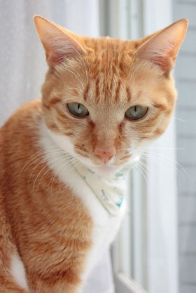 猫より可愛い生き物はこの世にいますか Fwf そうだニャー他 Yahoo 知恵袋