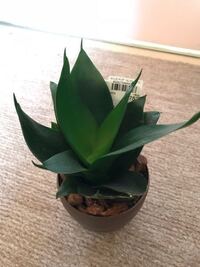 ラズベリーの鉢植えが売っていました 先ほどホームセンター Yahoo 知恵袋
