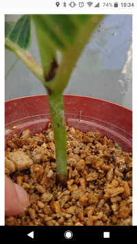 アジサイの根元が黒くなってきました 病気でしょうか 画像貼ってます 西洋アジサ Yahoo 知恵袋