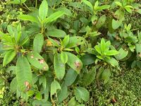 この虫はなんでしょうか ミノムシみたいで 動いています 葉を食べ Yahoo 知恵袋