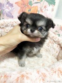 ワンちゃんに食べさせていいですか 犬にシャケを食べさせても大丈夫ですか Yahoo 知恵袋