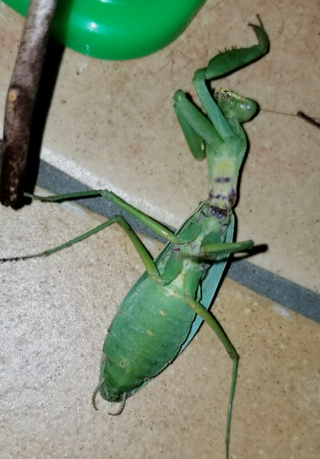 カマキリ 写真あり の種類と性別を教えてください 小学生の息子 Yahoo 知恵袋