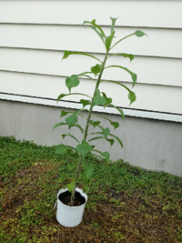 咲き終えたプルメリアについて質問です この茶色の花芽を付けた部分はカット Yahoo 知恵袋