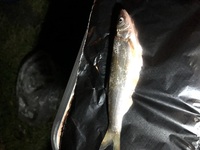 河口付近の港で釣りました詳しい方 魚の名前をお教え下さいませ ﾟ ﾟ Yahoo 知恵袋