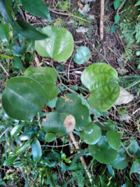 丸い形の葉 この植物はなんでしょうか サルトリイバラでしょう Yahoo 知恵袋