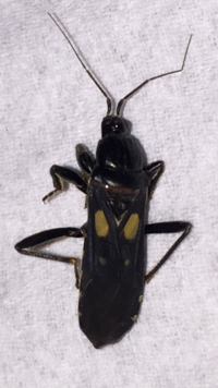 現在宮古島で大量発生している交尾虫 毎年この時期に大量発生し Yahoo 知恵袋