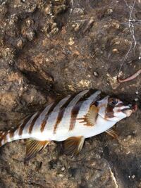 魚の種類を教えて下さい 本日釣りにいったのですがこちらの魚が釣 Yahoo 知恵袋