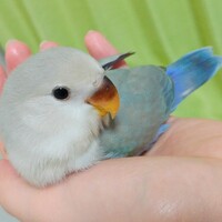 コザクラインコのカラーを教えてください とても可愛い生後２ヶ月のコザクラインコ Yahoo 知恵袋