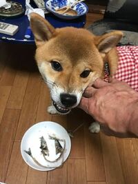 犬が魚の骨を食べてしまいました トイプードルなのですが 魚の骨 脊髄と背 Yahoo 知恵袋